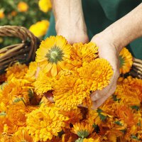 Weleda Calendula Pflanzenseife für alle Hauttypen